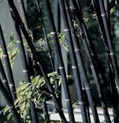 İthal Kara Bambu Tohumu 3 Tohum + Süpriz Hediye Bonzai Ağacı Tohu thumbnail 2