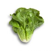 Paris İsland Marul Tohumu 100 Tohum + Süpriz Hediye Tohum - 1