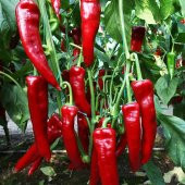 Közlemelik Tatlı Biber Tohumu Ekim Seti 10 Tohum +Saksı+Toprak - 3