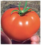 Falkon Domates Tohumu 25 Tohum + Süpriz Hediye Tohum - 3