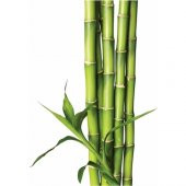 İthal Yeşil Bambu Tohumu 3 Tohum + Süpriz Hediye Bonzai Ağacı Toh - 2