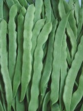 Simbo Fasulye Tohumu 15 Tohum + Süpriz Hediye Tohum - 2