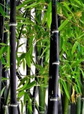 İthal Kara Bambu Tohumu 3 Tohum + Süpriz Hediye Bonzai Ağacı Tohu thumbnail 3