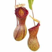 Etobur Sinek Kapan Nephentes Tohumu 5 Tohum + Süpriz Tohum thumbnail 3