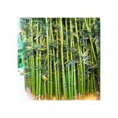 İthal Yeşil Bambu Tohumu 3 Tohum + Süpriz Hediye Bonzai Ağacı Toh - 3