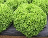 Kıvırcık Marul Tohumu 100 Tohum + Süpriz Hediye Tohum - 2