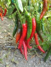 Meşhur Acı Hatay Biberi Tohumu Biber Tohumu 20 Tohum + Süpriz Hed thumbnail 3