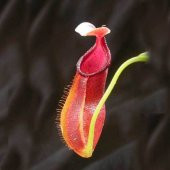 Etobur Sinek Kapan Nephentes Tohumu 5 Tohum + Süpriz Tohum thumbnail 4