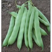 Simbo Fasulye Tohumu 15 Tohum + Süpriz Hediye Tohum - 4