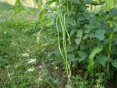 Börülce Tohumu Acebek Tohumu 15 Tohum + Süpriz Hediye Tohum - 3