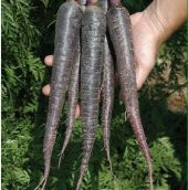 Mor Havuç Tohumu Şalgam Havuç Tohumu 100 Tohum + Süpriz Hediye To thumbnail 4