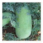 Çarliston Gray Karpuz Tohumu 5 Tohum + Süpriz Hediye Tohum - 3