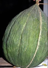 Siyah Kışlık Kavun Tohumu 15 Tohum + Süpriz Hediye Tohum thumbnail 3