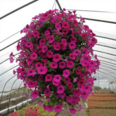 Alisso Çiçeği Tohumu Çiçek Tohumu 10 Tohum + Süpriz Hediye - 4