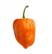 Çok Acı Habanero Acı biber Tohumu 5 Tohum + Süpriz Hediye Tohum - 1