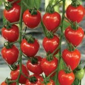 Nadir Çilek Domatesi Tohumu Domates Tohumu 5 Tohum + Süpriz - 3