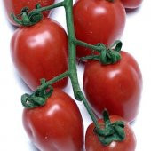 Nadir Çilek Domatesi Tohumu Domates Tohumu 5 Tohum + Süpriz - 4
