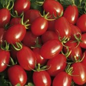 Saksılık Zeytin Domates Tohumu + Süpriz Hediye Tohum - 3