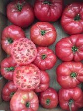 Nadir İri Pembe Domates Tohumu 10 Tohum + Süpriz Hediye Tohum - 4