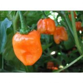 Çok Acı Habanero Acı biber Tohumu 5 Tohum + Süpriz Hediye Tohum - 2