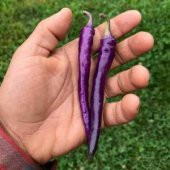 Acı Mor Biber Tohumu 5 Tohum + Süpriz Hediye Sebze Tohumu - 2