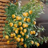 Saksılık Pepino Tohumu 5 Tohum + Süpriz Hediye Tohum - 1