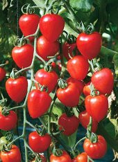 Nadir Çilek Domatesi Tohumu Domates Tohumu 5 Tohum + Süpriz - 5