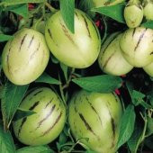 Nadir İthal Pepino Tohumu 5 Tohum + Süpriz Hediye Tohum - 3