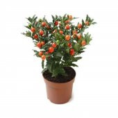 Saksılık Domates Tohumu Ekim Seti 10 Tohum + Saksı + Toprak - 5