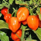 Çok Acı Habanero Acı biber Tohumu 5 Tohum + Süpriz Hediye Tohum - 4