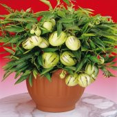 Saksılık Pepino Tohumu 5 Tohum + Süpriz Hediye Tohum - 4