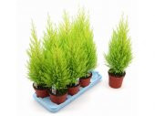 Limon Servi Bonsai Ağacı Tohumu 5 Tohum + Süpriz Bonsai Tohumu - 1