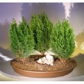Cupressus Bonzai Ağacı Tohumu 5 Tohum + Süpriz Bonsai Tohumu - 1