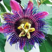 Quadrangularis Passiflora Tohumu Ekim Seti 3 Tohum +Saksı +Toprak - 1