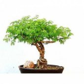 Gümüş Akasya Bonzai Ağacı Tohumu Ekim Seti 5 Tohum +Saksı+Toprak - 1