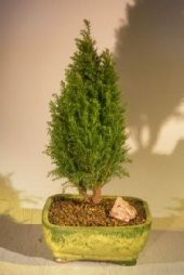 Cupressus Bonzai Ağacı Tohumu 5 Tohum + Süpriz Bonsai Tohumu - 2