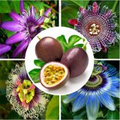 Quadrangularis Passiflora Tohumu Ekim Seti 3 Tohum +Saksı +Toprak - 2