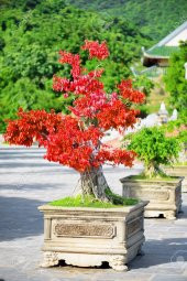 Enkiantus Bonzai Ağacı Tohumu Ekim Seti 5 Tohum +Saksı+Toprak - 2