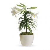 Japon Zambak Çiçeği Tohumu 3 Tohum + Süpriz Hediye Tohum - 1