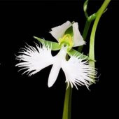 Japon Radiata Orkide Çiçeği Tohumu 5 Tohum + Süpriz Hediye - 1