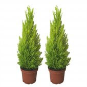 Limon Servi Bonsai Ağacı Tohumu 5 Tohum + Süpriz Bonsai Tohumu - 3