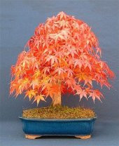 Katsura Bonzai Ağacı Tohumu 5 Tohum + Süpriz Hediye Bonsai Tohumu - 3