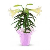 Japon Zambak Çiçeği Tohumu 3 Tohum + Süpriz Hediye Tohum - 3