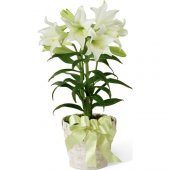 Japon Zambak Çiçeği Tohumu 3 Tohum + Süpriz Hediye Tohum - 4