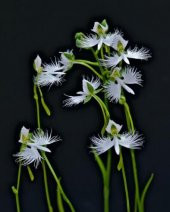 Japon Radiata Orkide Çiçeği Tohumu 5 Tohum + Süpriz Hediye - 2