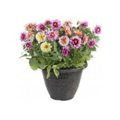 Karışık Dahlia Çiçeği Tohumu 5 Tohum + Süpriz Hediye Tohum - 1