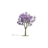 Jakaranda Ağacı Tohumu 25 Tohum Jacaranda + Süpriz Hediye Tohum - 1