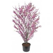 Erguvan Ağacı Tohumu 25 Tohum + Süpriz Hediye Tohum thumbnail 1