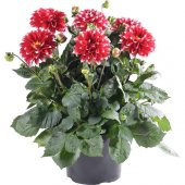 Karışık Dahlia Çiçeği Tohumu 5 Tohum + Süpriz Hediye Tohum - 2