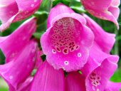 Pembe Çan Çiçeği Tohumu Ekim Seti 5 Tohum + Saksı+Toprak+Süpriz thumbnail 3